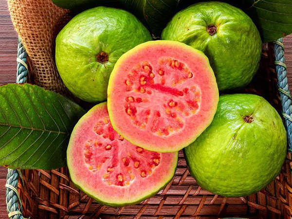 Optimal Transportation Temperature for Maintaining Quality of Guava