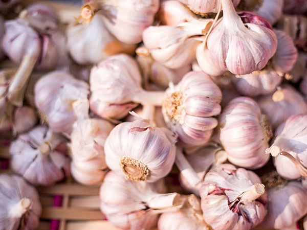 How is Garlic Transported