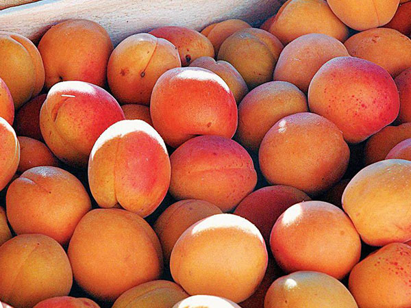 How to Keep Apricots Fresh during Transportation?