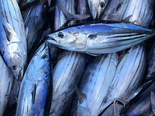 How to Ensure Tuna’s Quality during the Supply Chain