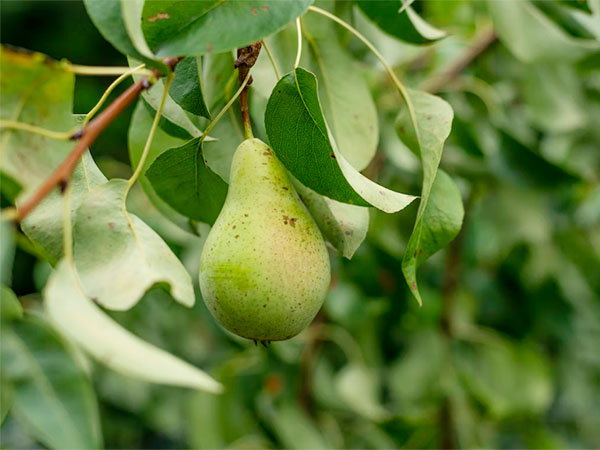 Optimal Transportation Temperature of Fresh Pears