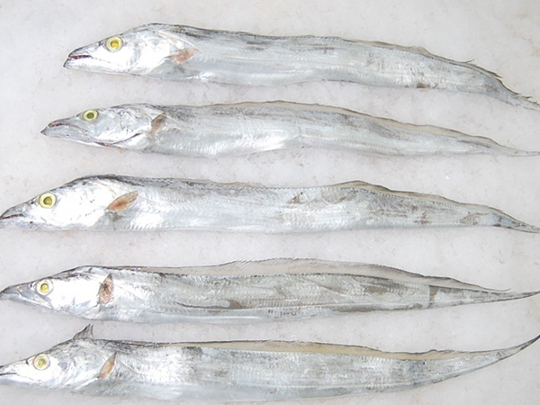 What is the Ideal Temperature to Transport Frozen Ribbon Fish 