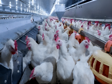 Temperature monitoring for poultry house Poultry Configurable and rechargeable H