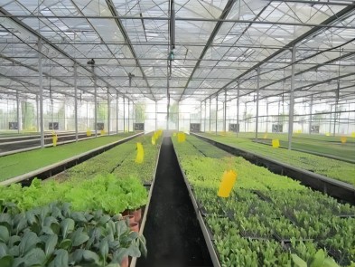 Temperature requirements for different greenhouses Intelligent Bluetooth HACCP t