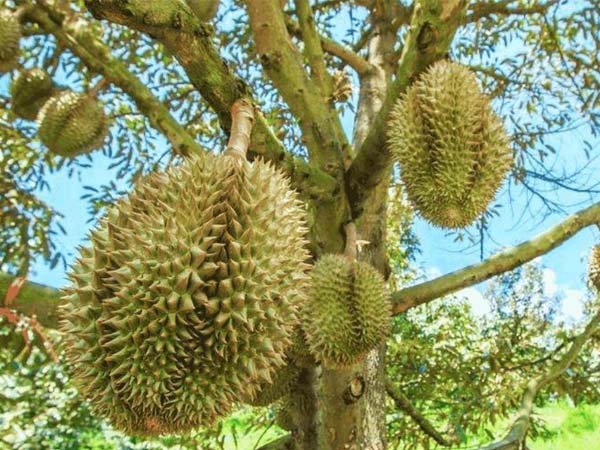 temperature-monitoring-during-the-transport-of-durian1.jpg