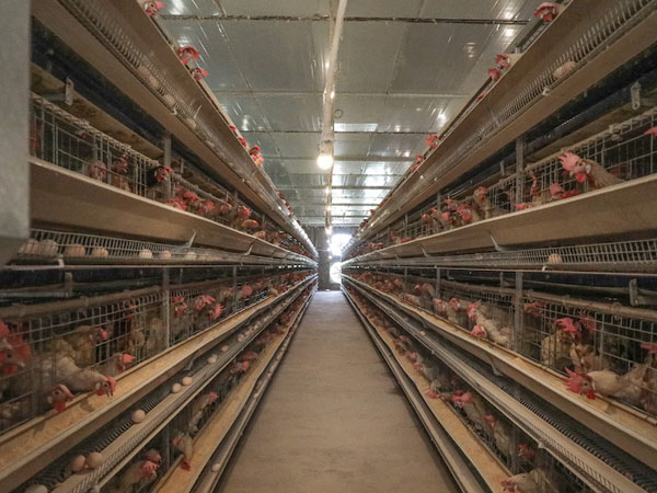 temperature-and-humidity-monitoring-solution-in-chicken-house2.jpg