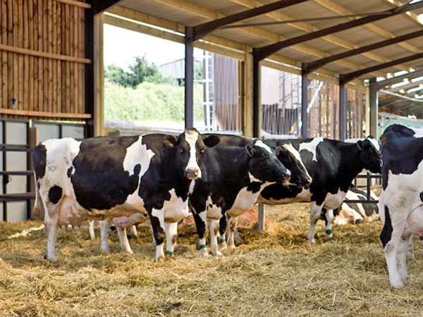 Real-time Temperature and Humidity Monitoring Solution for Dairy Farms