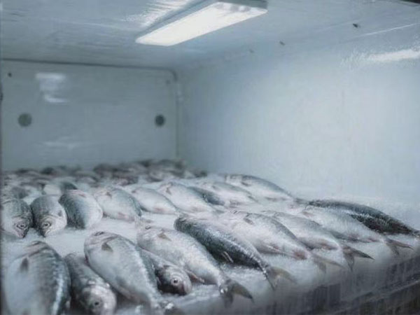 TagPlus-TH Reusable Temperature & Humidity Data logger for Frozen Fish Trans