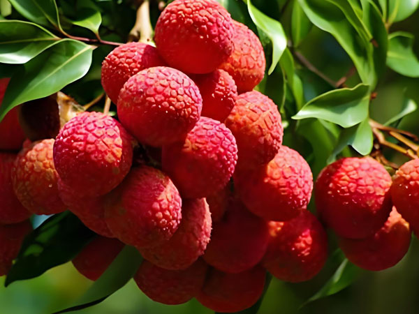 Temperature Monitoring During Litchi Transportation