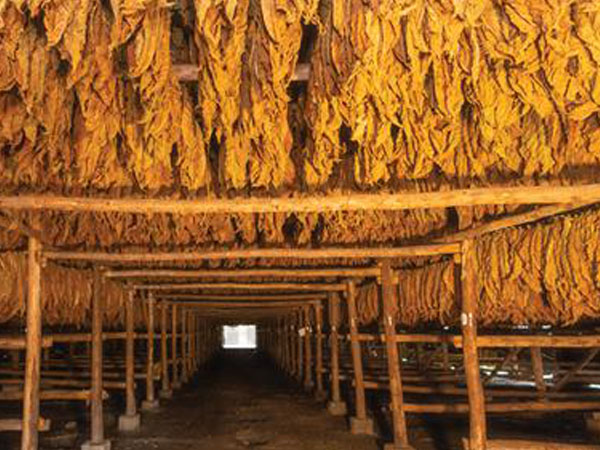 Why Accurate Temperature Monitoring Matters in Tobacco Curing