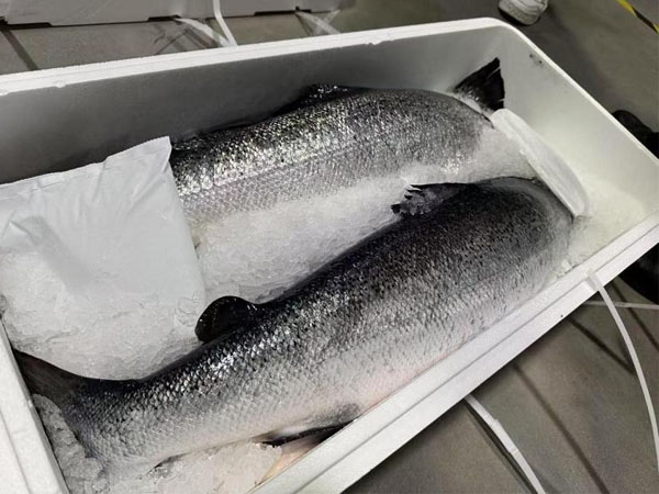 Ensuring Freshness in Salmon Transport with Real-Time Monitoring