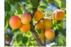 Temperature for apricots conse