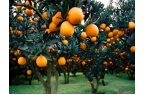 Temperature for citrus fruits 